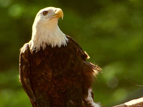 Dollywood becomes home to America’s most treasured bird with Eagle Mountain Sanctuary