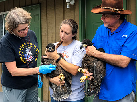 Dollywood’s Eagle Mountain Sanctuary Graduates Two Eaglets